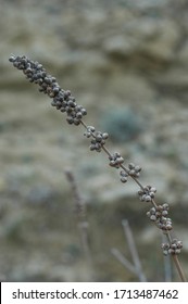 Flora Of Island Rab, Croatia, The Adriatic Sea. Monk's Pepper (Vitex Agnus-castus) Dry Fruits. In Ancient Times It Was Believed To Be An Anaphrodisiac.