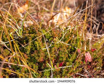 The Flora Of Kamchatka Near The Vachkazhets Mountain Range. Focus On The Green Shrub Berries Of Crowberry. Kamchatka Peninsula, Russia.