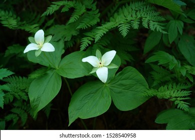Flora of Kamchatka Peninsula: white flowers of Trillium camschatcense - the Asian species of Trillium, resembles the North American Trillium flexipes                               