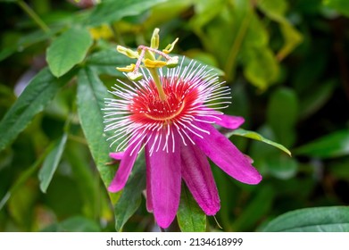 Flora Of Mallorca - Special Species Of Passion Flower, Passiflora Anastasia 