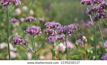 Similar – Beach lilacs from the frog’s perspective on Hallig Gröde