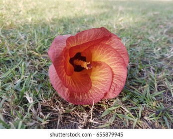 flora on soil