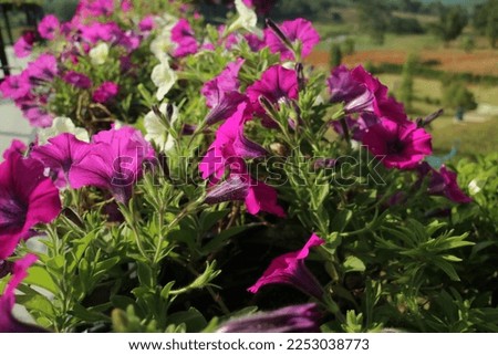 Flora Park is a public park that features a variety of plants and flowers, providing a serene and natural environment for visitors to enjoy.
It may have a playground, picnic areas, walking trails, and