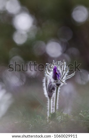 Similar – Lavender in the garden