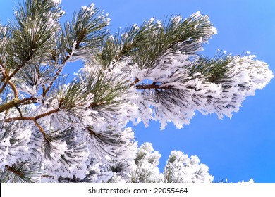 flora, winter