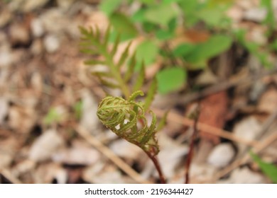 Flora In The Woods In Upstate NY