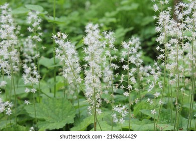 Flora In The Woods In Upstate NY