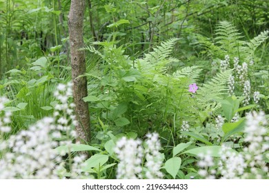 Flora In The Woods In Upstate NY