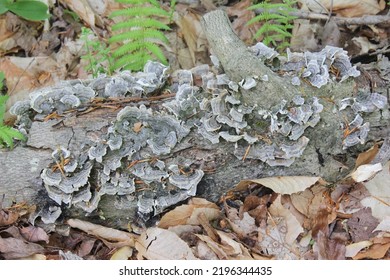 Flora In The Woods In Upstate NY