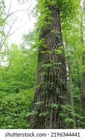 Flora In The Woods In Upstate NY