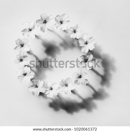 Similar – White flowers and petals frame on light blue