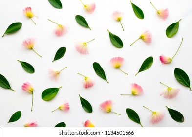 Persian Silk Tree Images Stock Photos Vectors Shutterstock