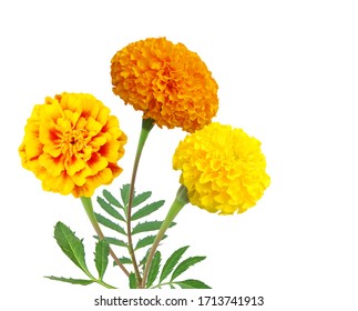 Floral arrangement of marigold flowers bunch isolated white