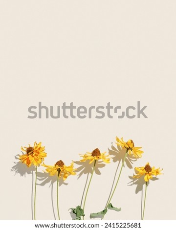Floral Autumn composition dried yellow flowers Cosmos at sunlight on beige background. Autumn, fall concept, season nature still life, dry blooming flowers shadows, minimal flat lay pattern monochrome
