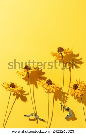 Floral autumn still life with flowers on yellow background, Autumnal flowery pattern, beautiful shadow from sunlight. Scenery beauty Nature design, minimal style aesthetic flat lay, yellow monochrome