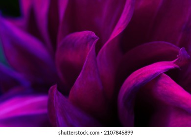 Floral backdrop as design element.Background made of lots delicate burgundy color petals.Photo filter macro - Shutterstock ID 2107845899