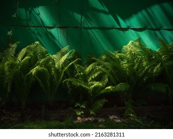Floral background - beautiful fern leaves in rays of sunlight over dramatic shadows on wall.