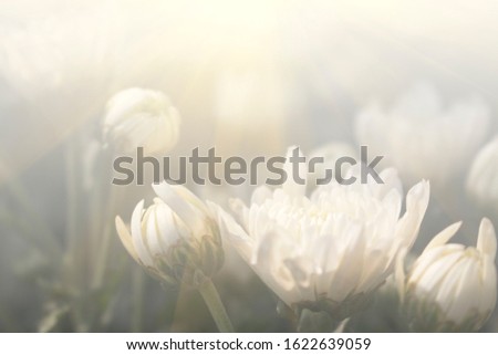 Floral background blooming in pastel tones. Colorful flowers in the summer for graphic design or wallpaper.