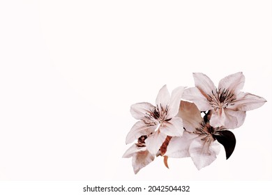 Floral Background With Clematis Flowers In The Corner And Copy Space