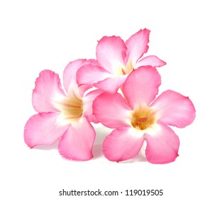 Floral Background. Close Up Of Tropical Flower Pink Adenium. Desert Rose On Isolated White Background.