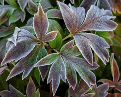 Floral Background Of Complex Carved Leaves Of Herbaceous Decorative Peony In September Garden. Peony Leaves Covered With Frost And Ice After Nighttime Autumn Frost. 