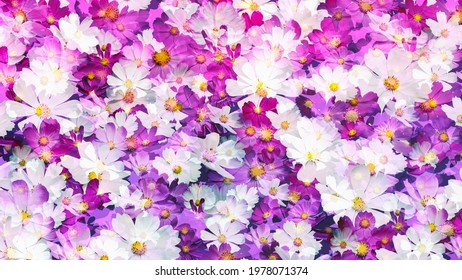 floral background of cosmos flowers white pink dark pink purple