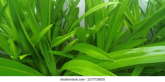 Floral Background, Dense Thickets Of Bright Green Wet Grass Close Up