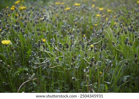 Image, Stock Photo A still closed dandelion flower.