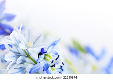 Floral background of first spring flowers close up