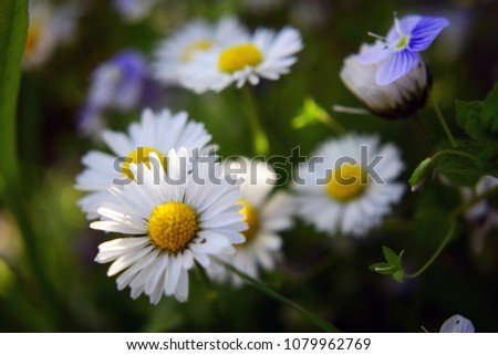 Similar – Multicolored Flowers Daisy