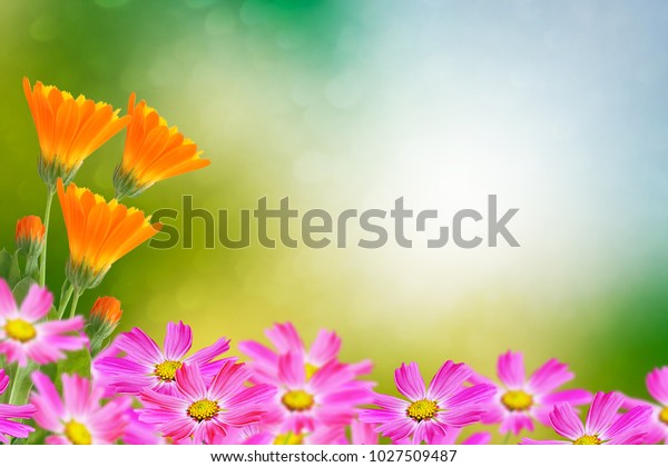 Floral Background Flowers Cosmos Marigold Stock Photo 1027509487 ...