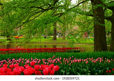 floral background - fresh spring blooming red and pink tulips under tree
