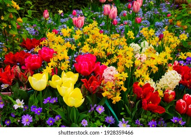 floral background - fresh spring lawn close up with hyacinth, daffodils and tulips flowers