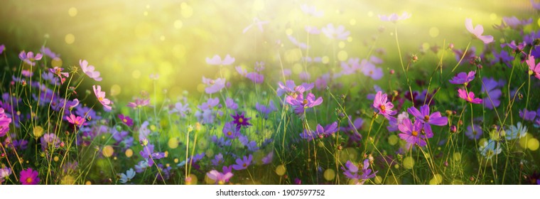 763,416 imágenes de Paisajes flores violetas - Imágenes, fotos y vectores  de stock | Shutterstock