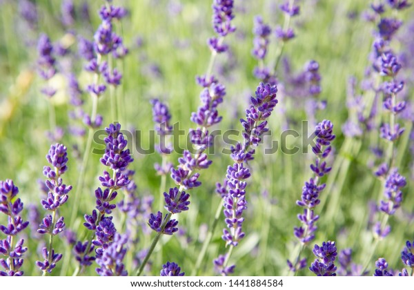 Floral background of lavender blooming.\
Purple lavender flowers on natural\
background.