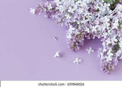 Flower On Plain Background Images, Stock Photos & Vectors | Shutterstock