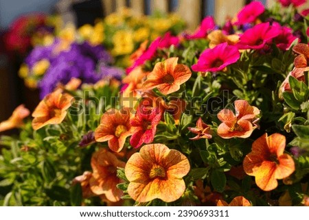 Floral background. Multi-colored Petunia flowers bloom in the flowerbed.