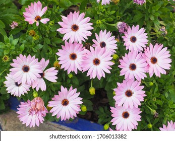 Osteospermum Fruticosum の画像 写真素材 ベクター画像 Shutterstock