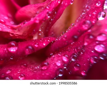 Floral background. Floral pattern. Flowers in water. Flower background. Red rose petals and water drops closup, macro. Red rose petals water drops