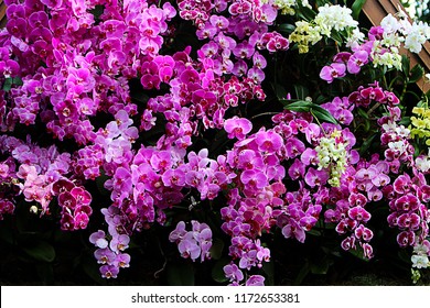 Floral Background. Phalaenopsis orchid (moth orchids) pink and white flowers blooming in the garden. Green orchid leaves.