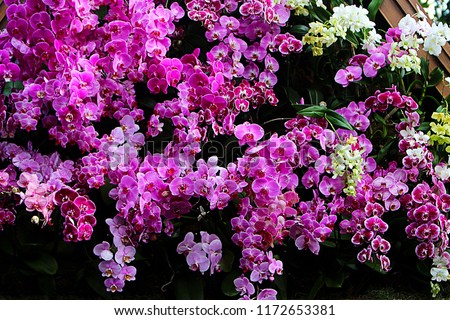Floral Background. Phalaenopsis orchid (moth orchids) pink and white flowers blooming in the garden. Green orchid leaves.