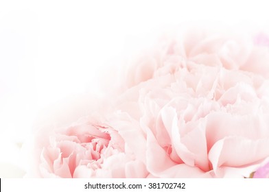 floral background of pink carnation flowers - Shutterstock ID 381702742