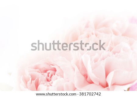 floral background of pink carnation flowers