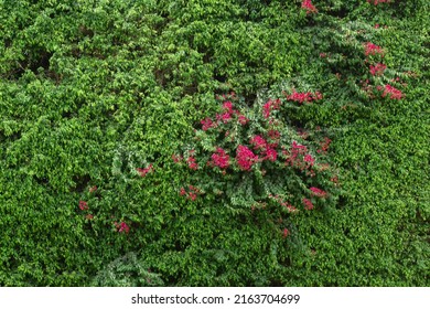 10,249 Bougainvillea wallpaper Images, Stock Photos & Vectors