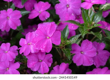Floral background of purple New Guinea Impatiens flowers blooming with natural sunlight and water drops in the tropical garden. - Powered by Shutterstock