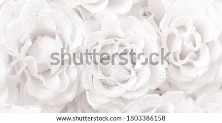 Floral background and texture. Roses background in a light tone with water drops