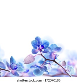 Floral background of tropical orchids
