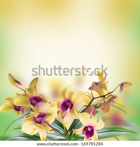 Image, Stock Photo coloured flowers