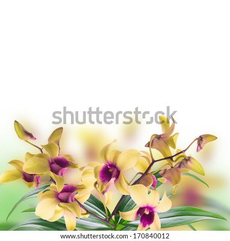 Similar – Image, Stock Photo coloured flowers