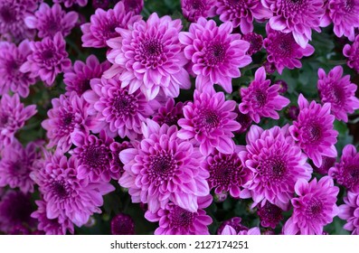 Floral background of vivid pink Chrysanthemum flowers blooming in the tropical garden. Floral pattern.